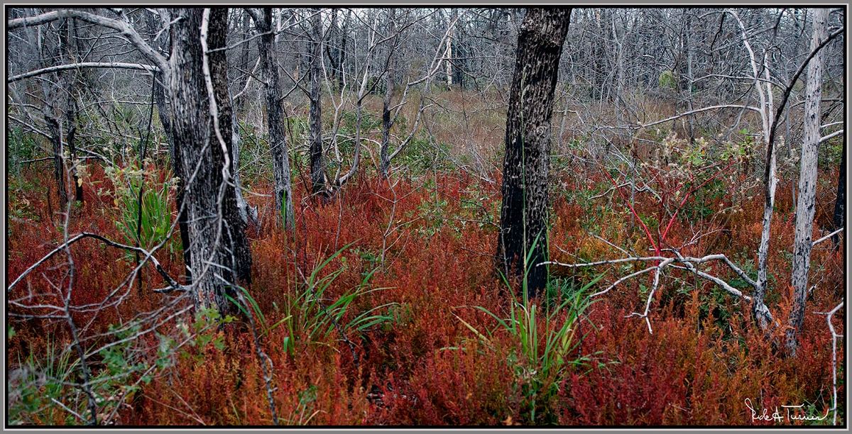 Regrowth from 2011
