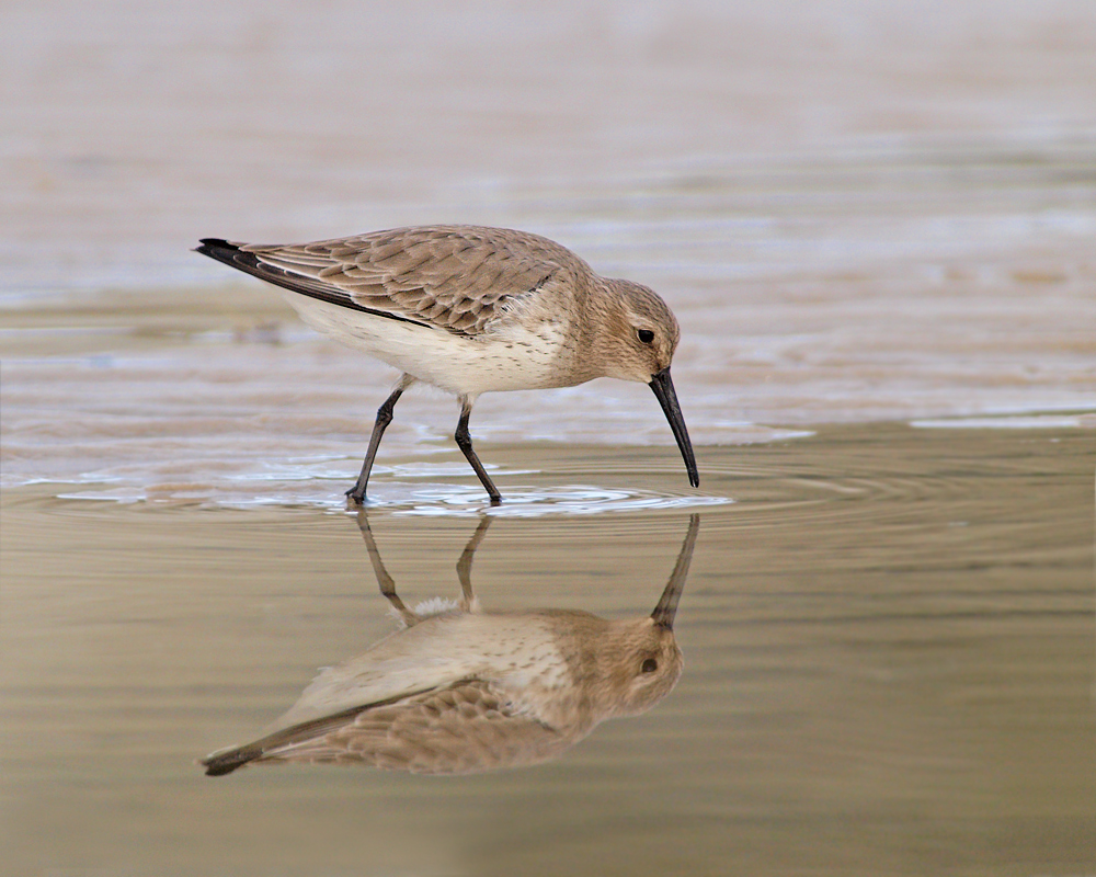 Dunlin in Morning Light