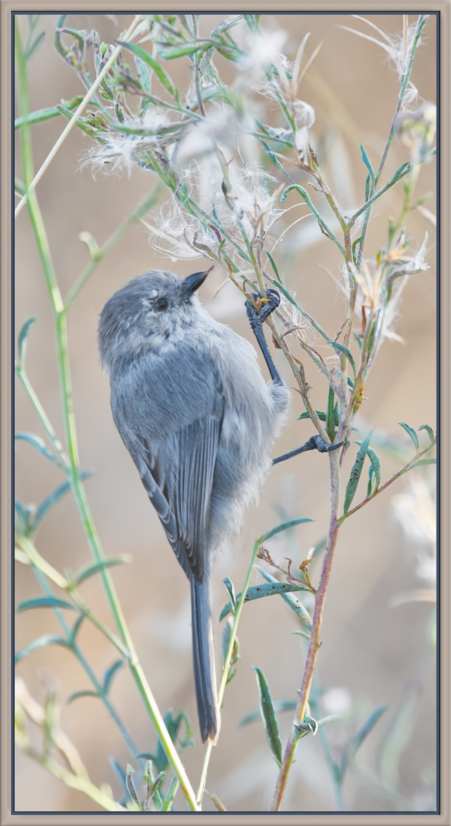 Bushtit