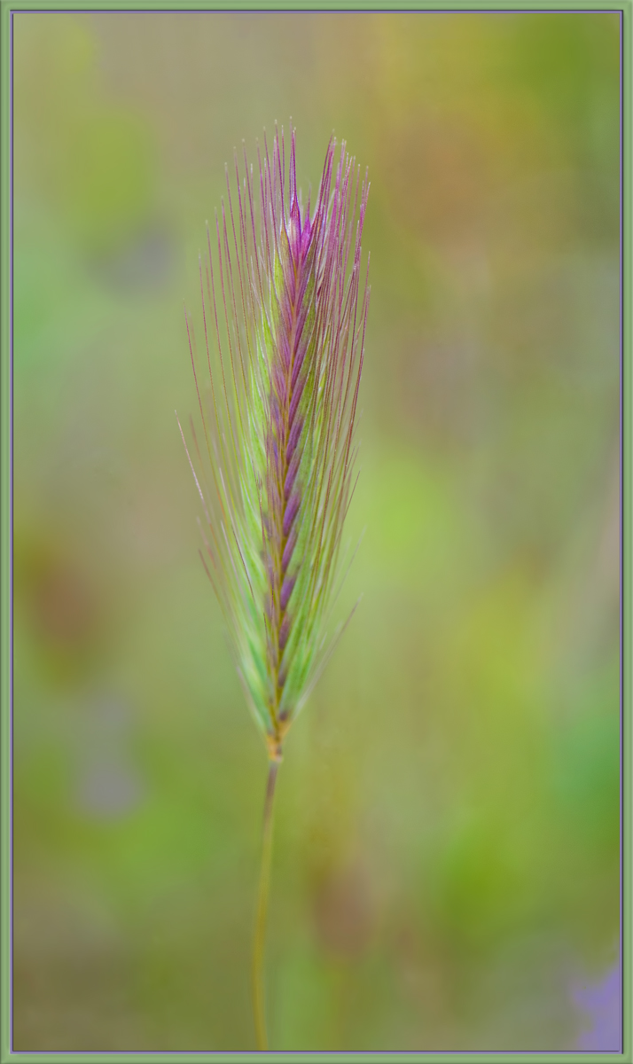 Meadow Grass