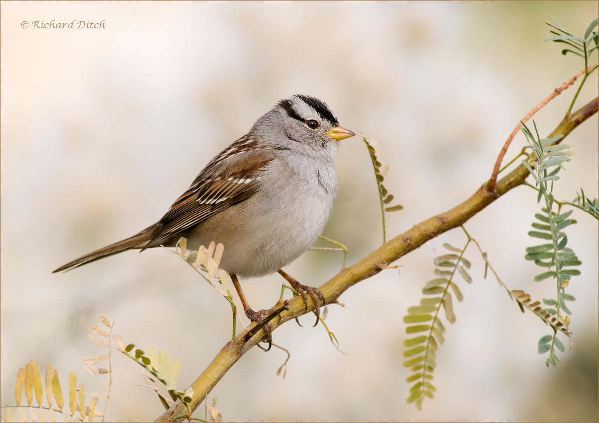 White-crowned Sparrow