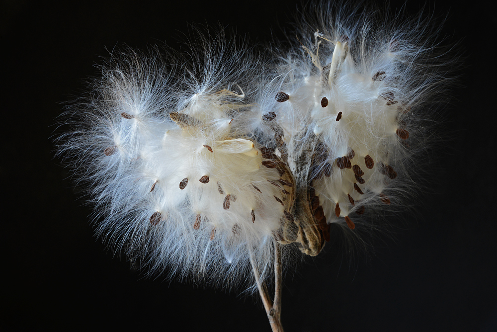 Milkweed Glow