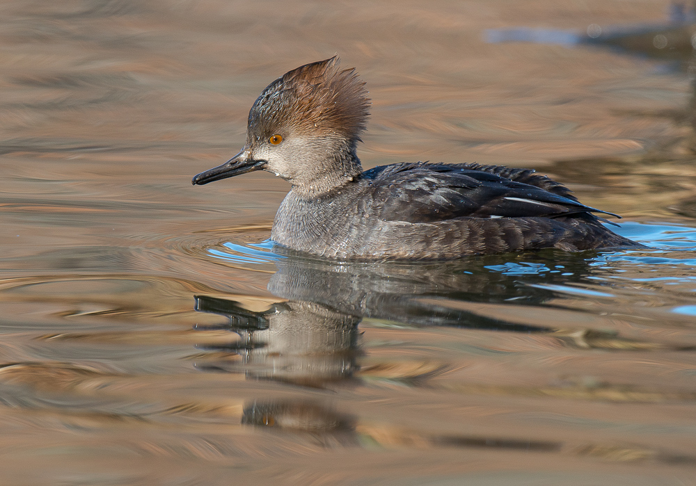 Hooded Merganser