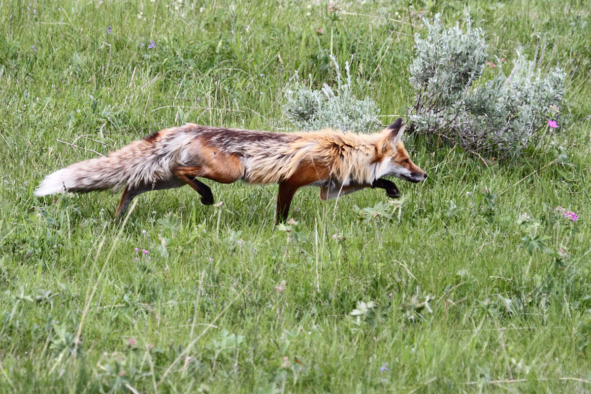 Hunting Fox