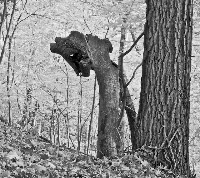 Spirit of the woods.