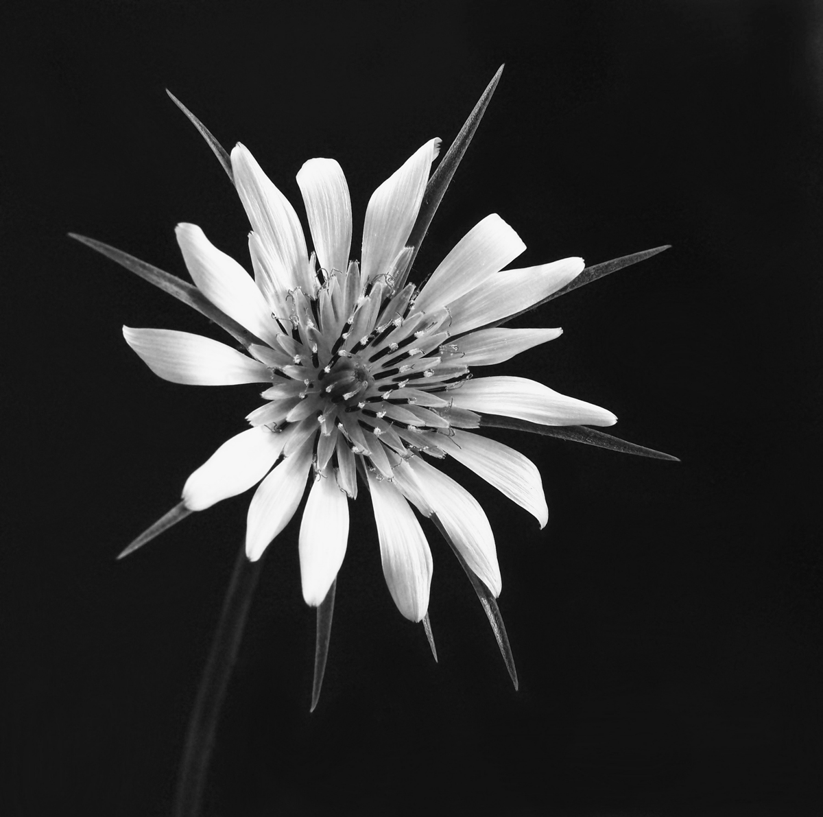  Yellow Salsify WC564
