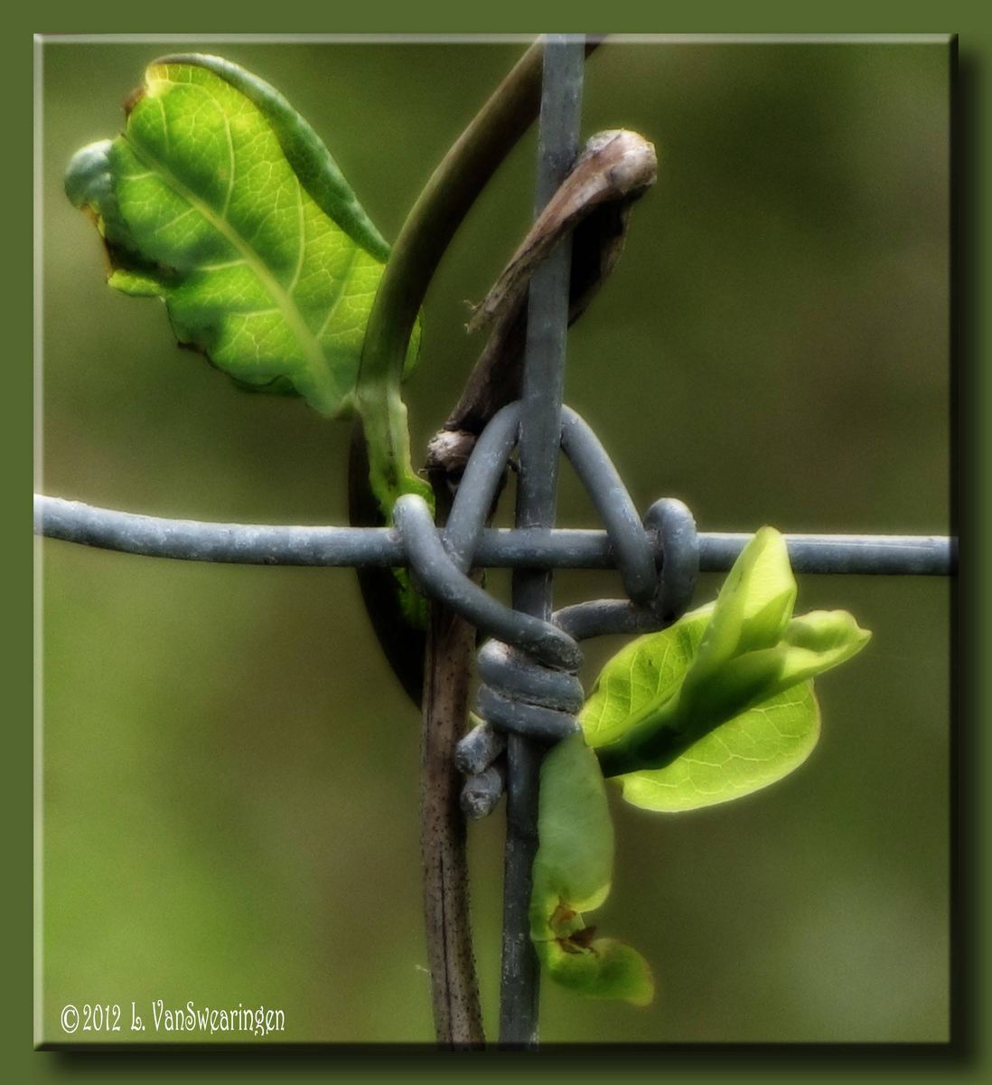 Entwined