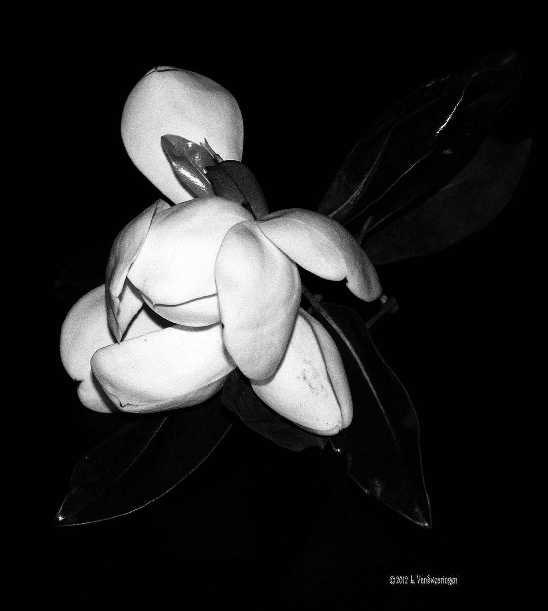 The Geisha