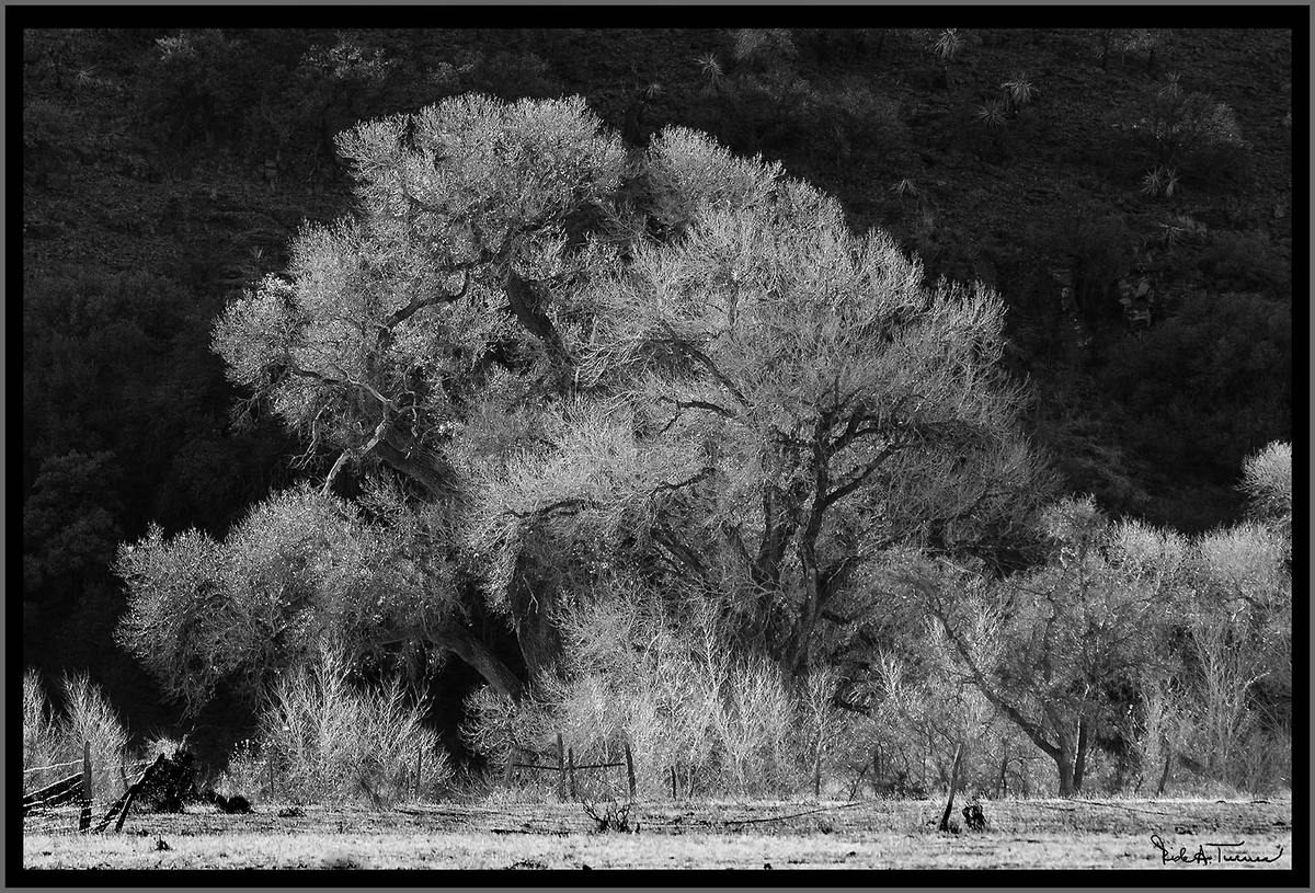 Fort Davis Cottonwood