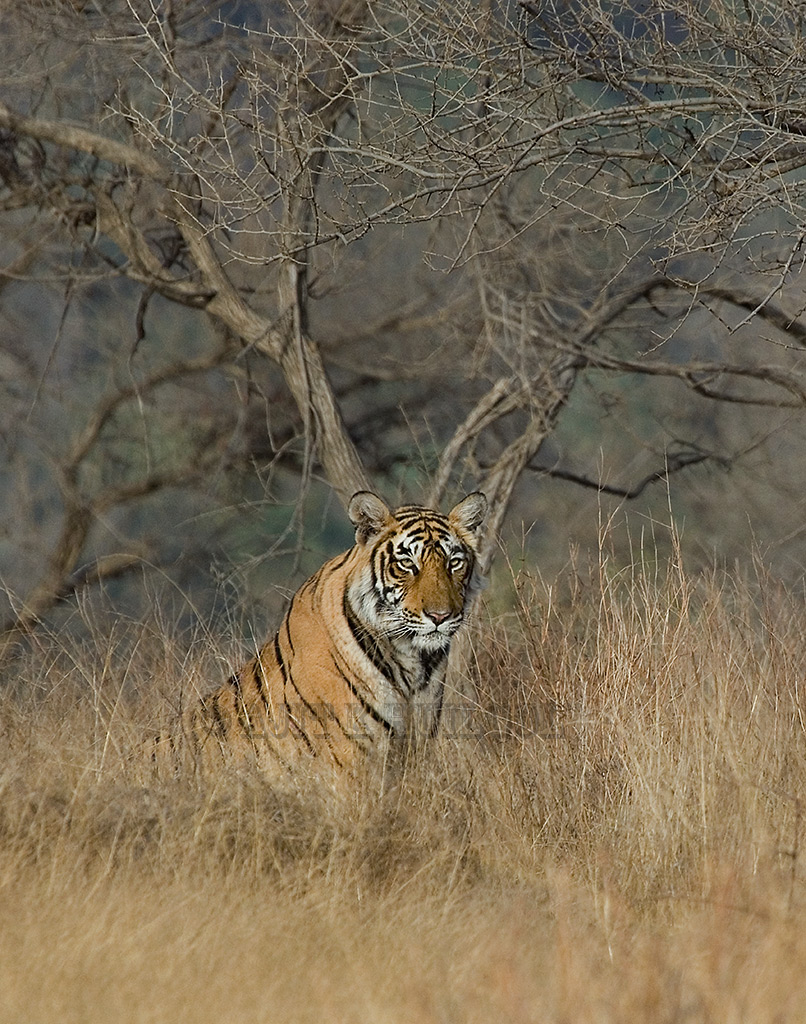 Tiger in the grass