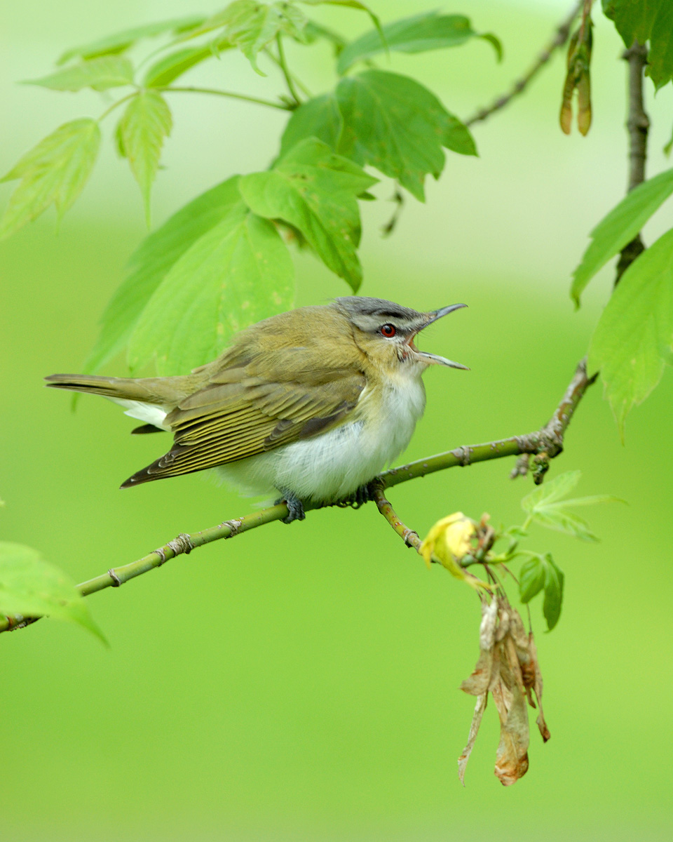 Tired Vireo