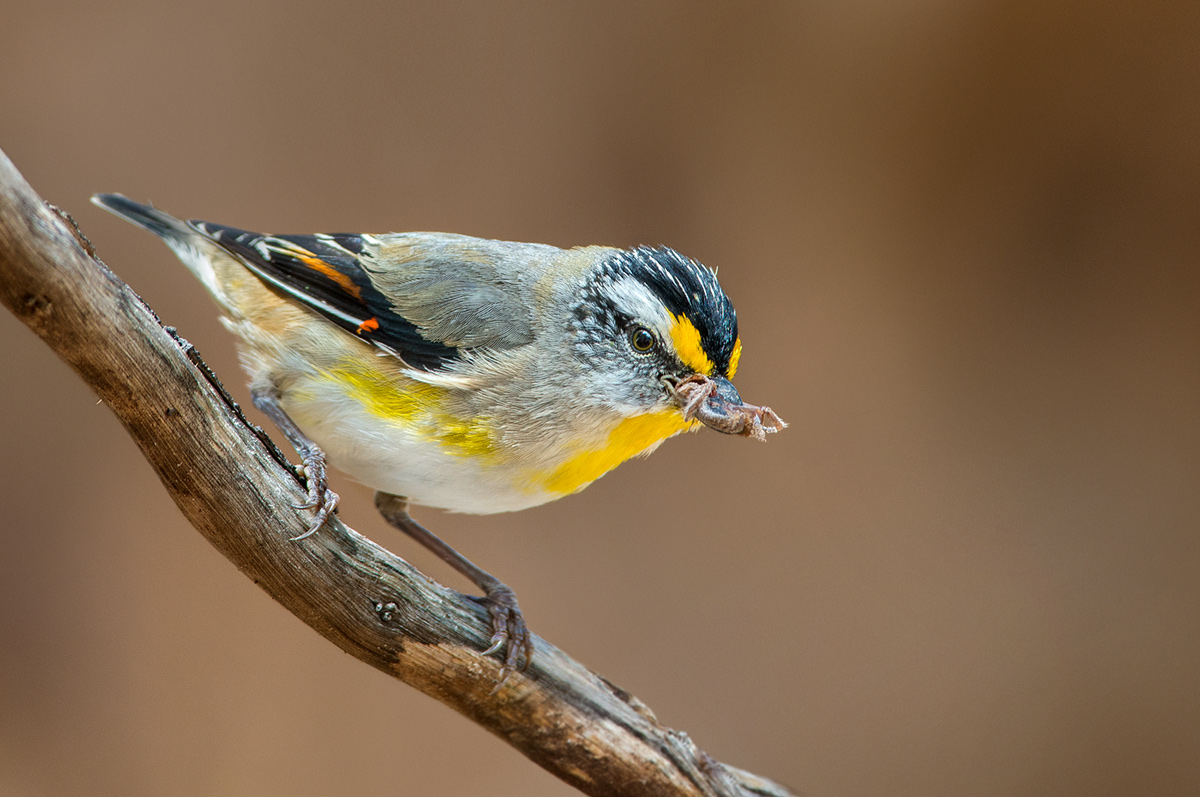 Striated Pardalote