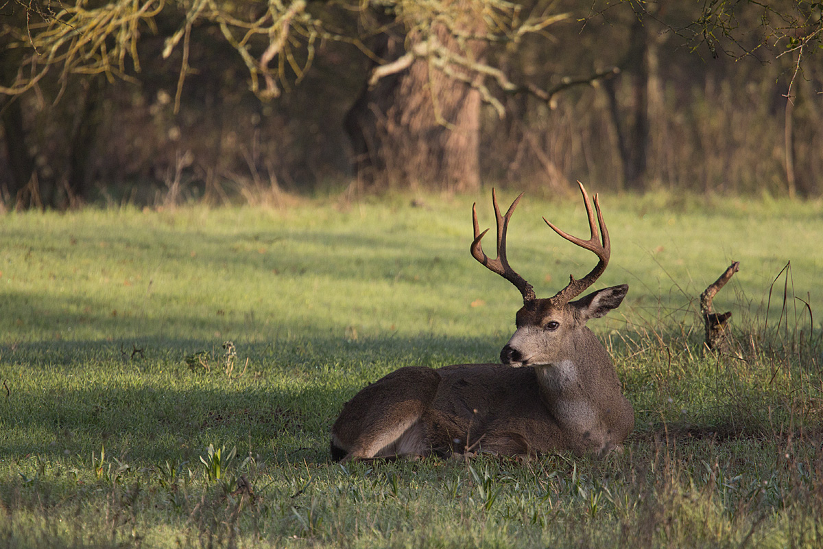 Watching His Doe