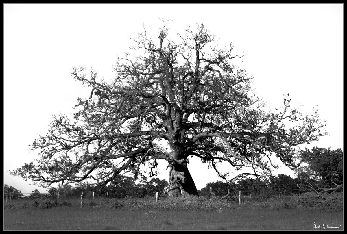 Dying  Century Oak
