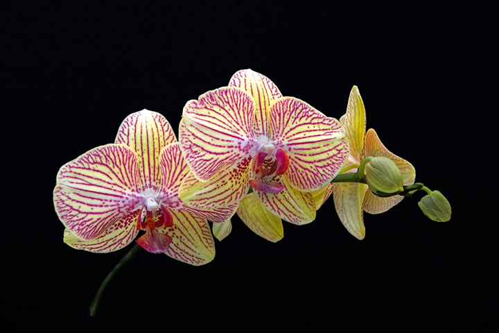 Orchids