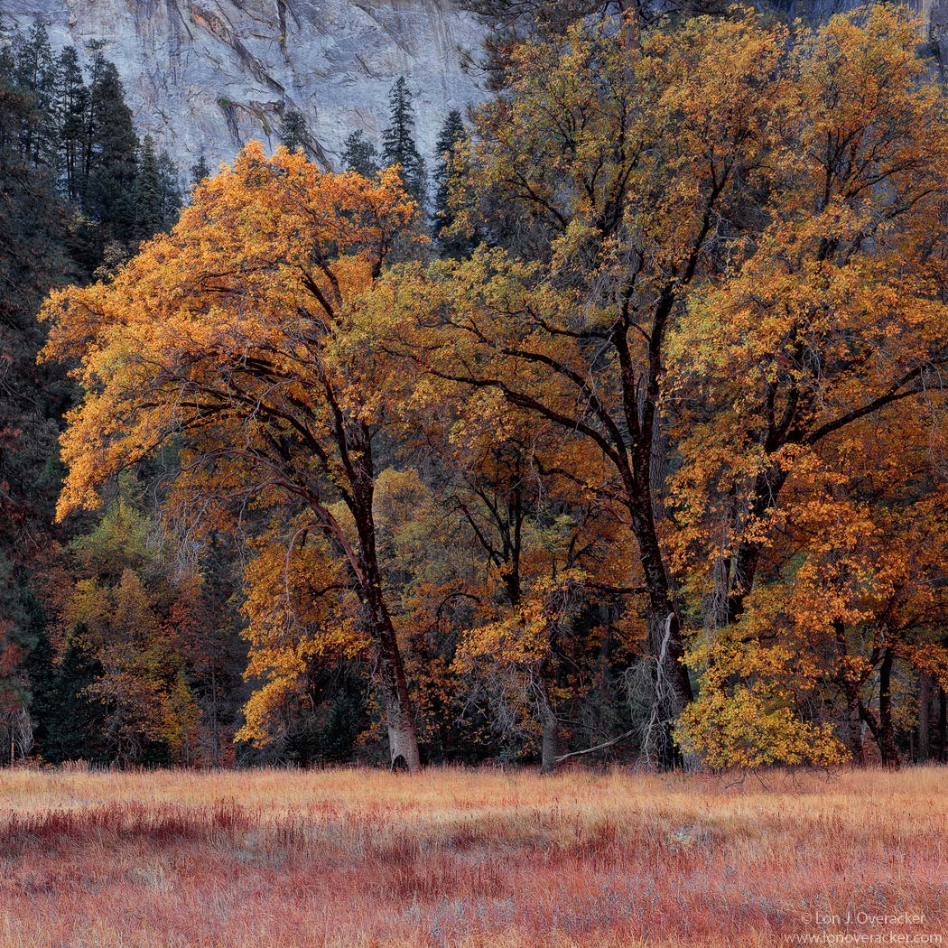 Yosemite Moments #15+rp