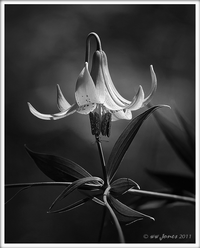 Canada Lily_WC 564