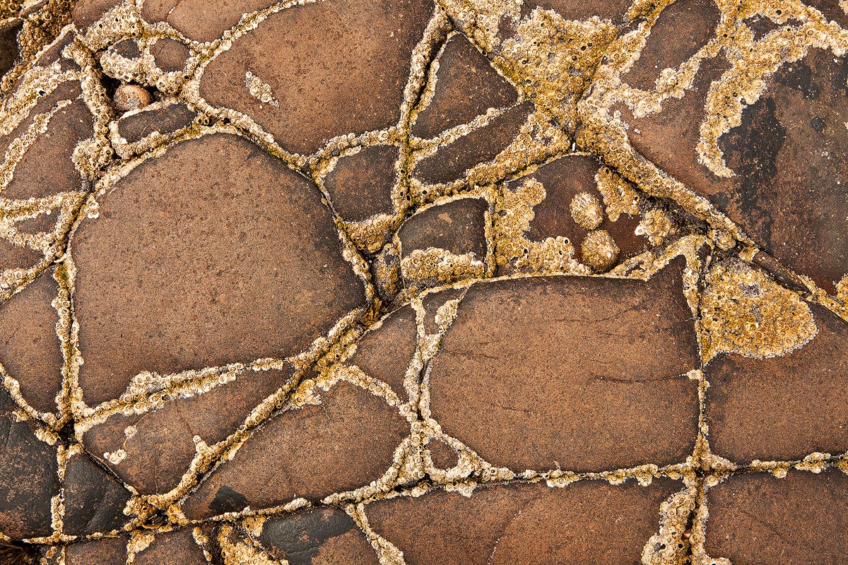 Barnacle Intersections