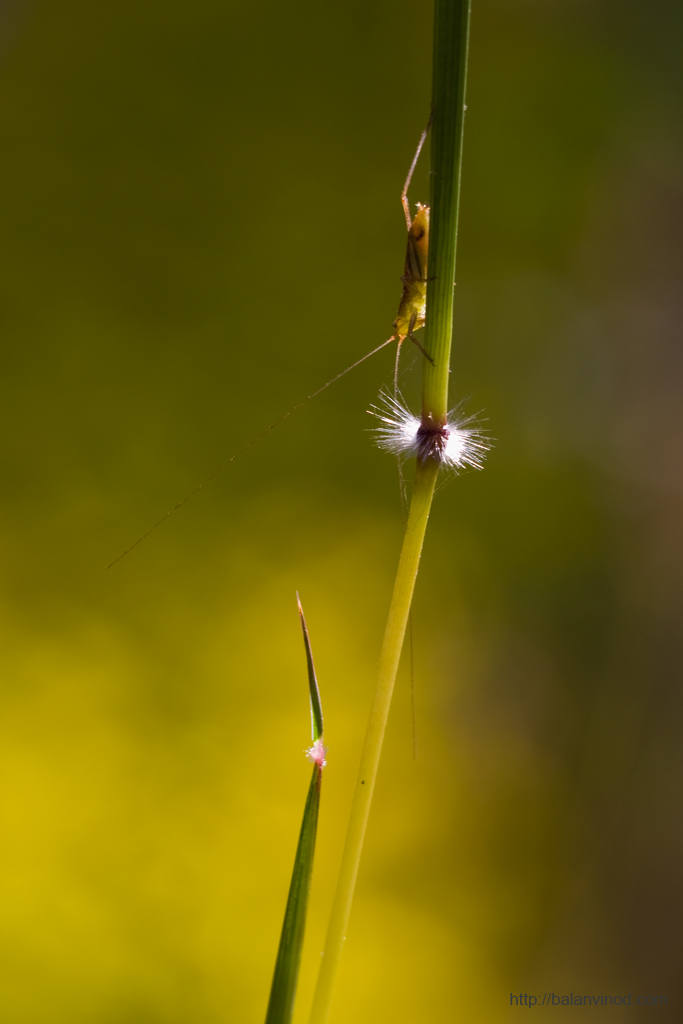Cricket Abstract