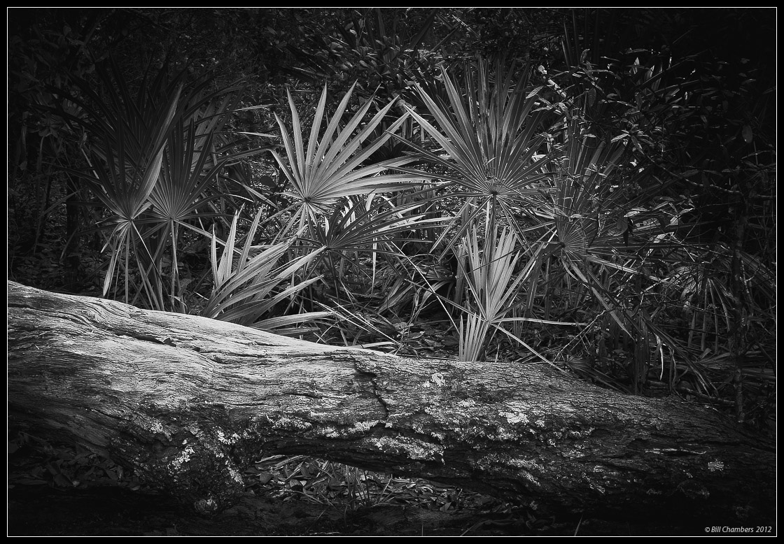 Palmettos & Tree