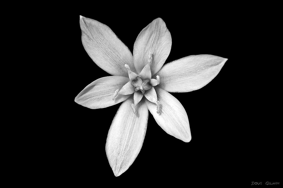 Star of Jerusalem_WC#564