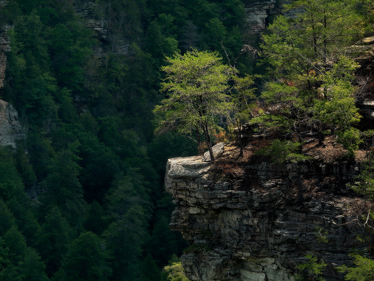 Buzzard's Roost
