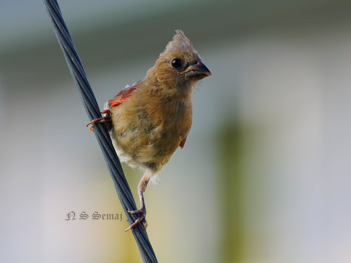 Young Female Cardinal
