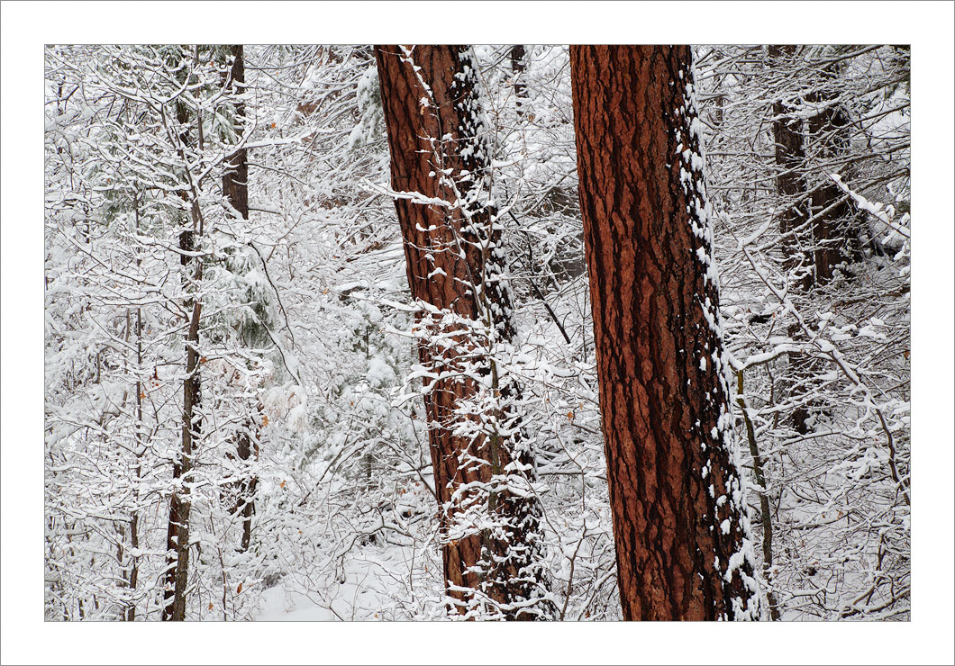 West Fork Winter