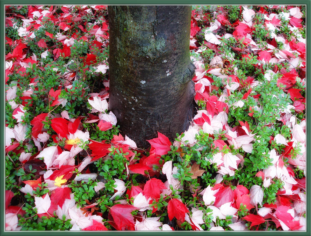 WC #565 - Red and Green
