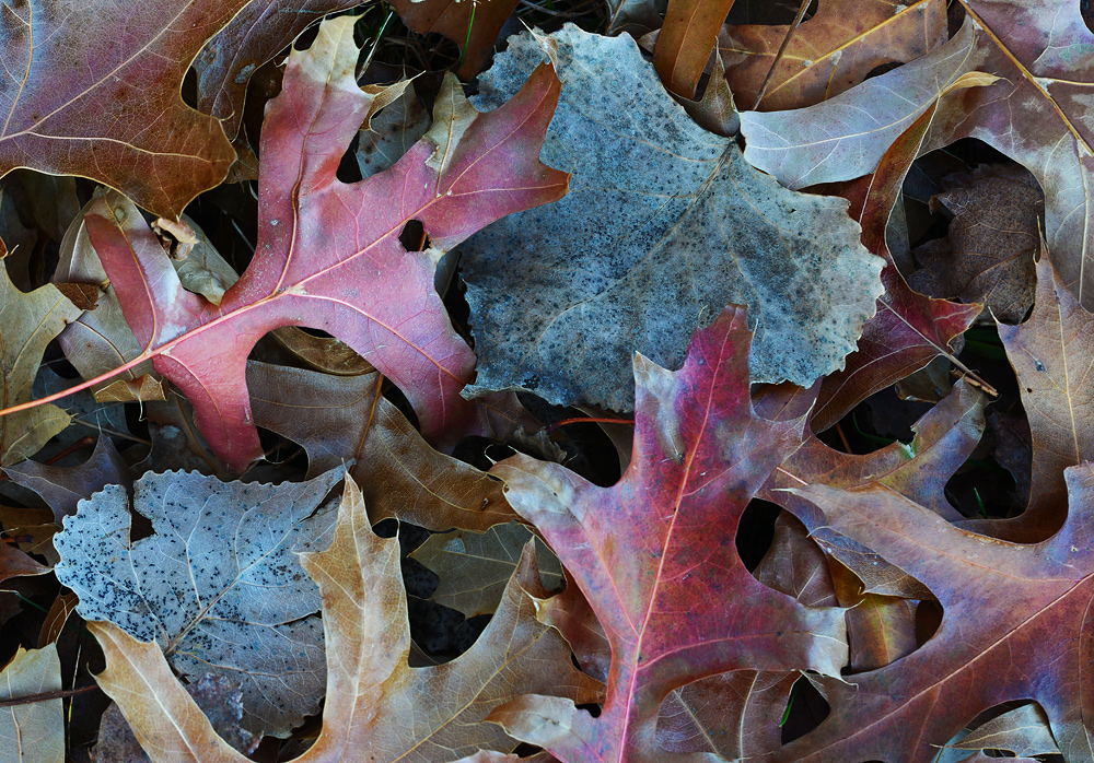CPL leaf series #1
