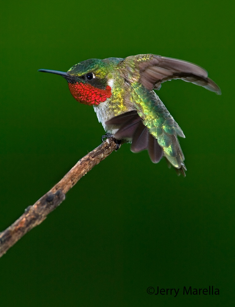 WC #565 Angry hummer
