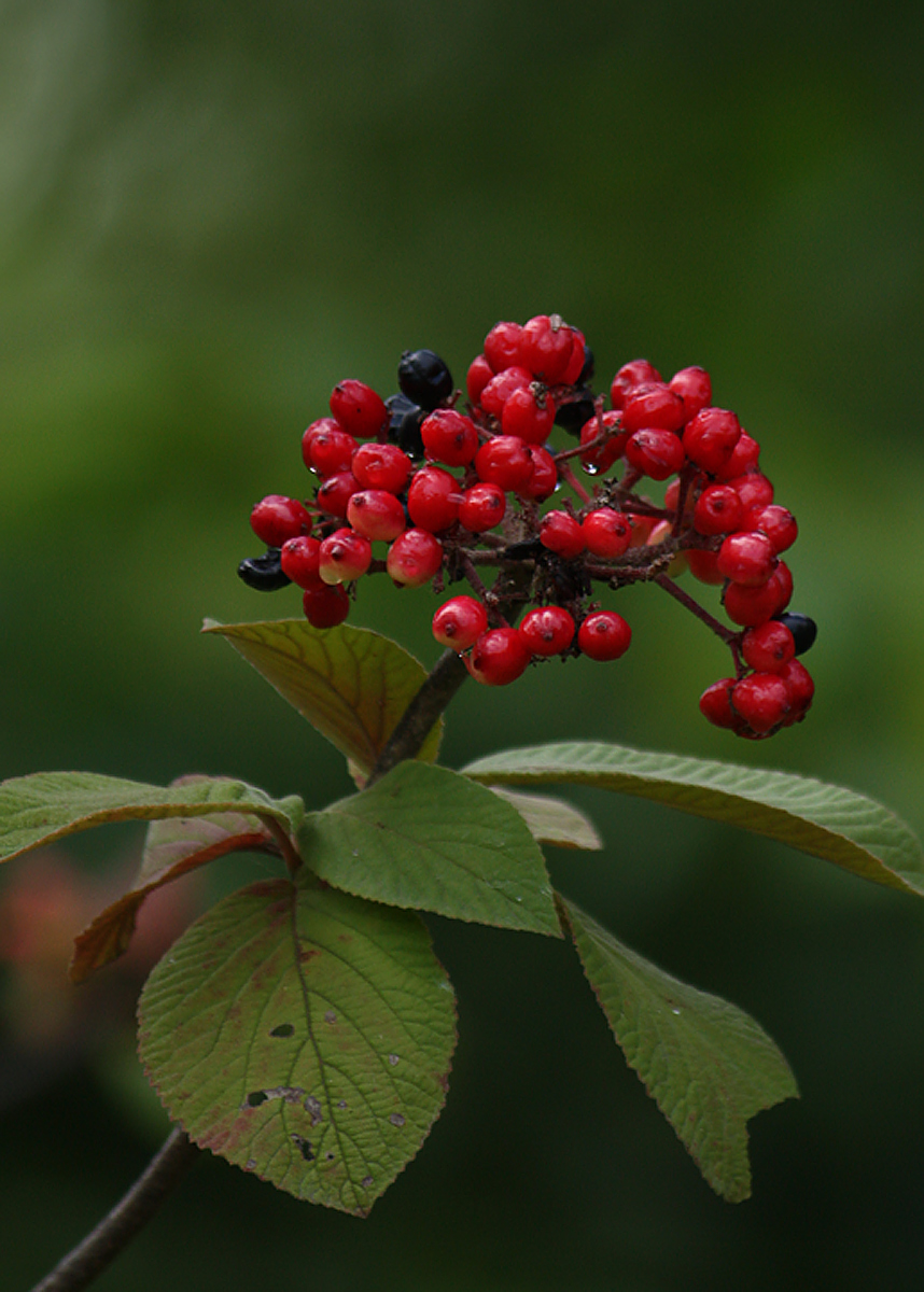 Red berries  WC565