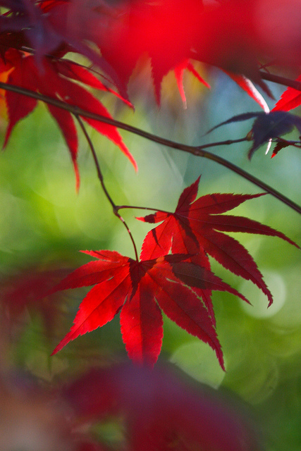 REd and Green
