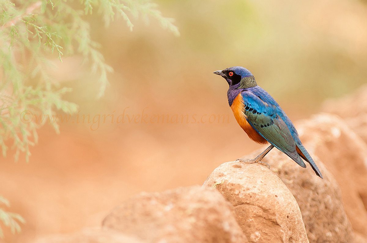 Hildebrandt's Starling