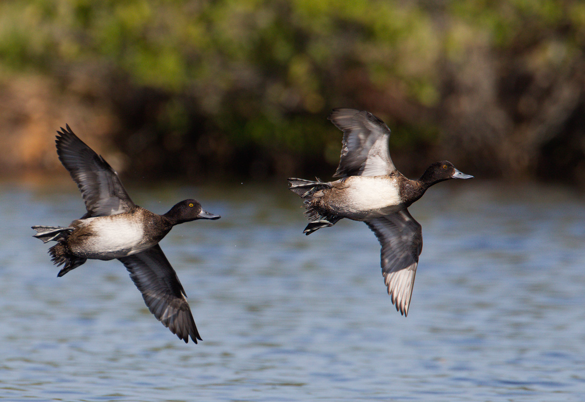 Lesser scaup
