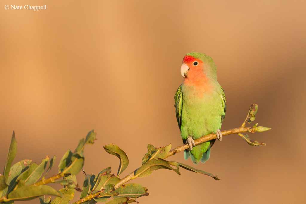 Rosy-faced Lovebird