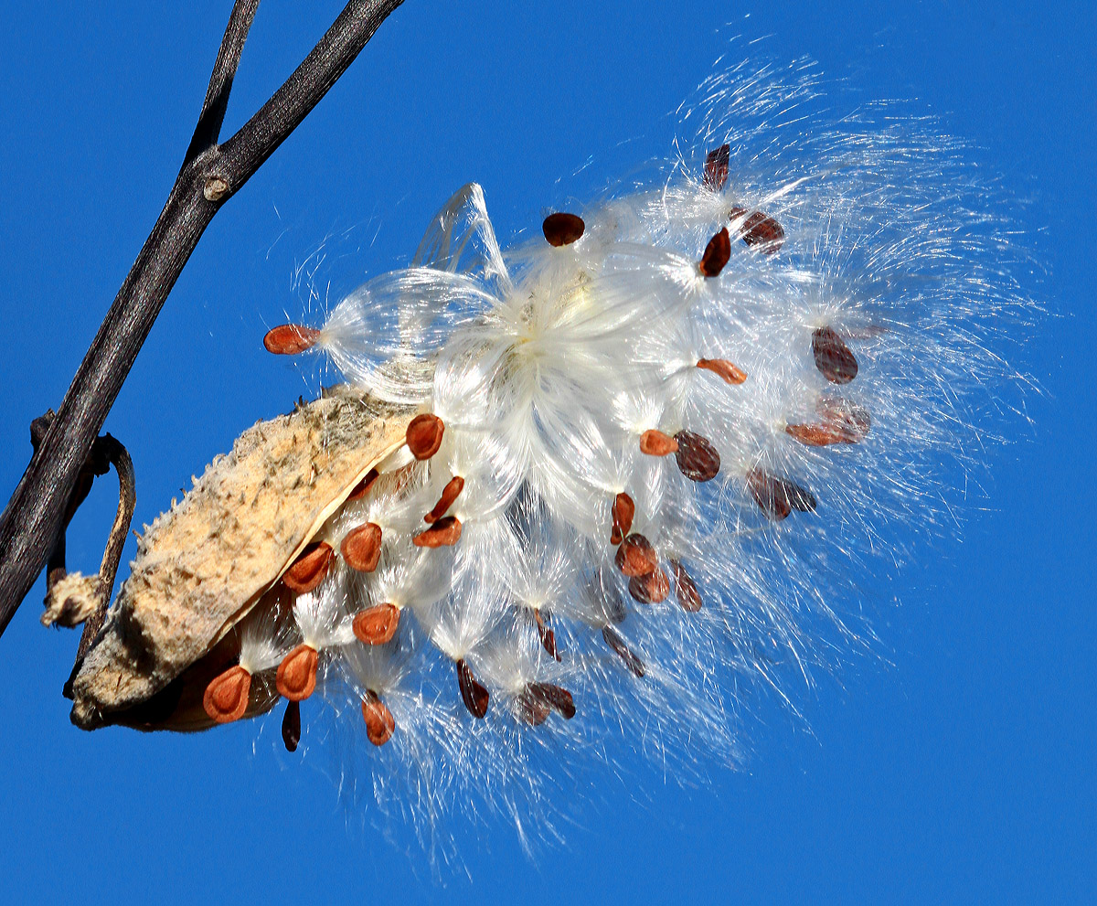 Milkweed against the sky