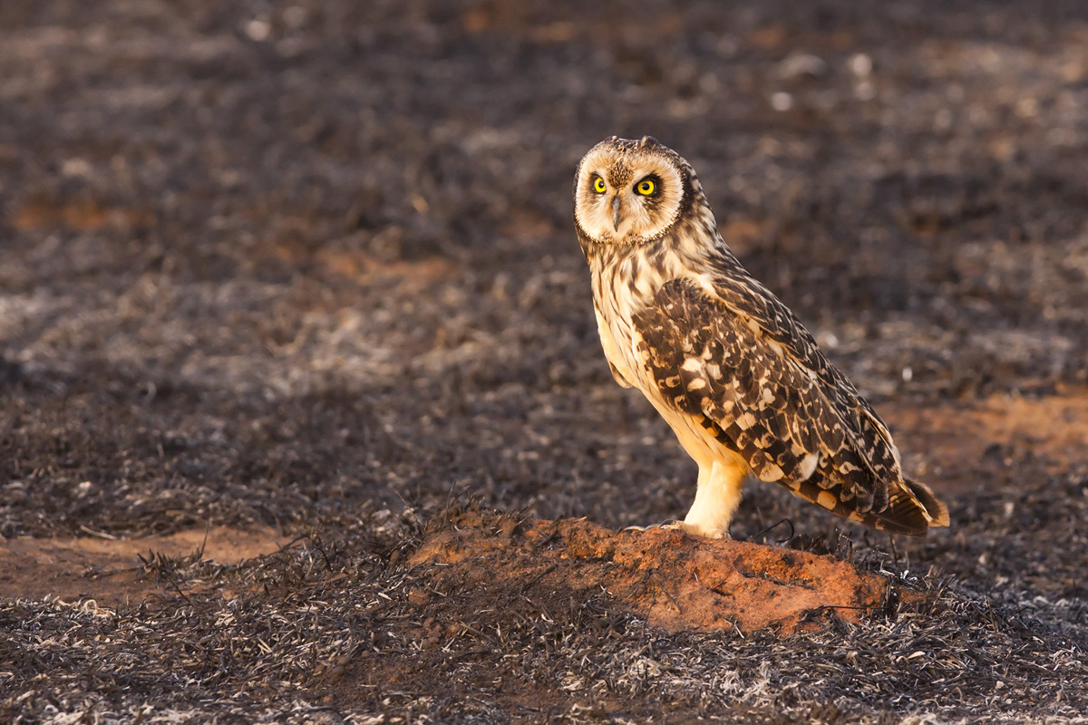 Asio flammeus