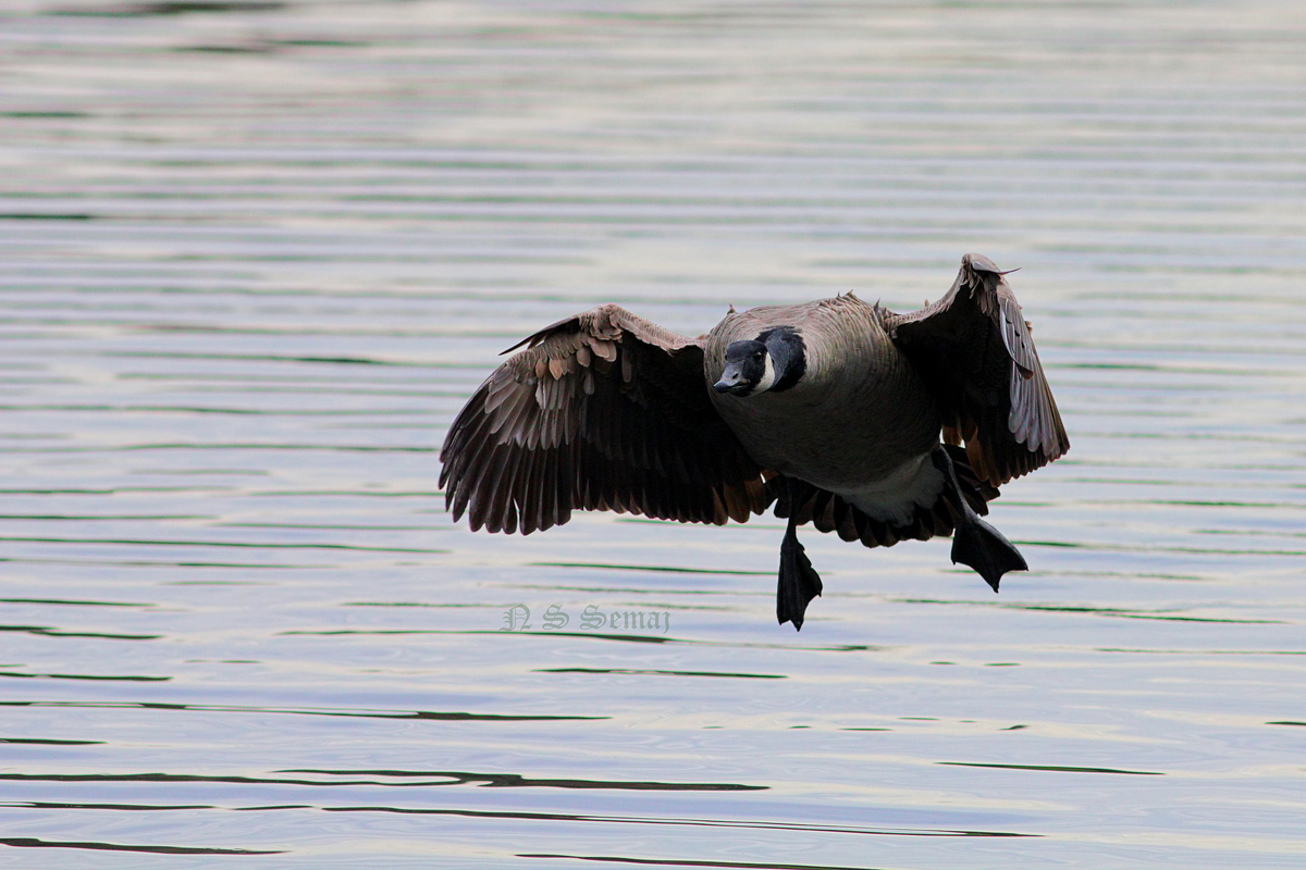 Canadian on approach
