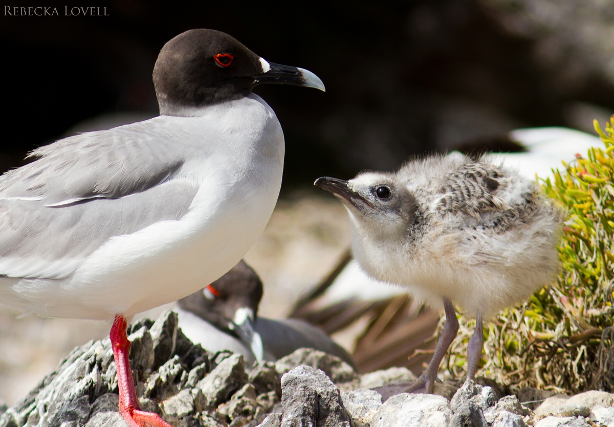 SwallowTailedGull Family