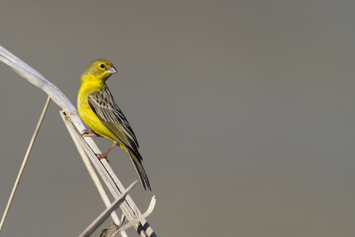 Sicalis luteola