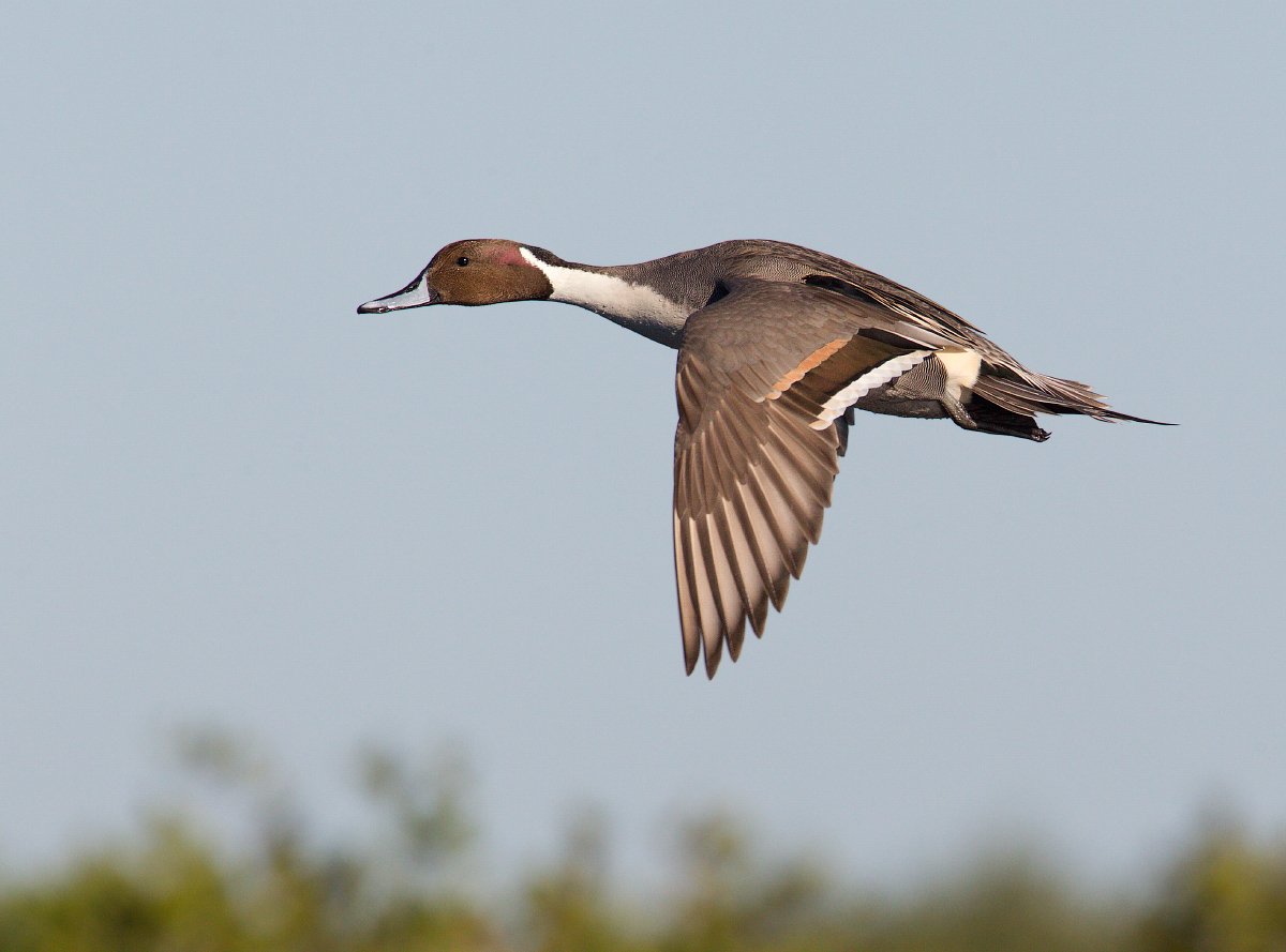 Northern Pintail 