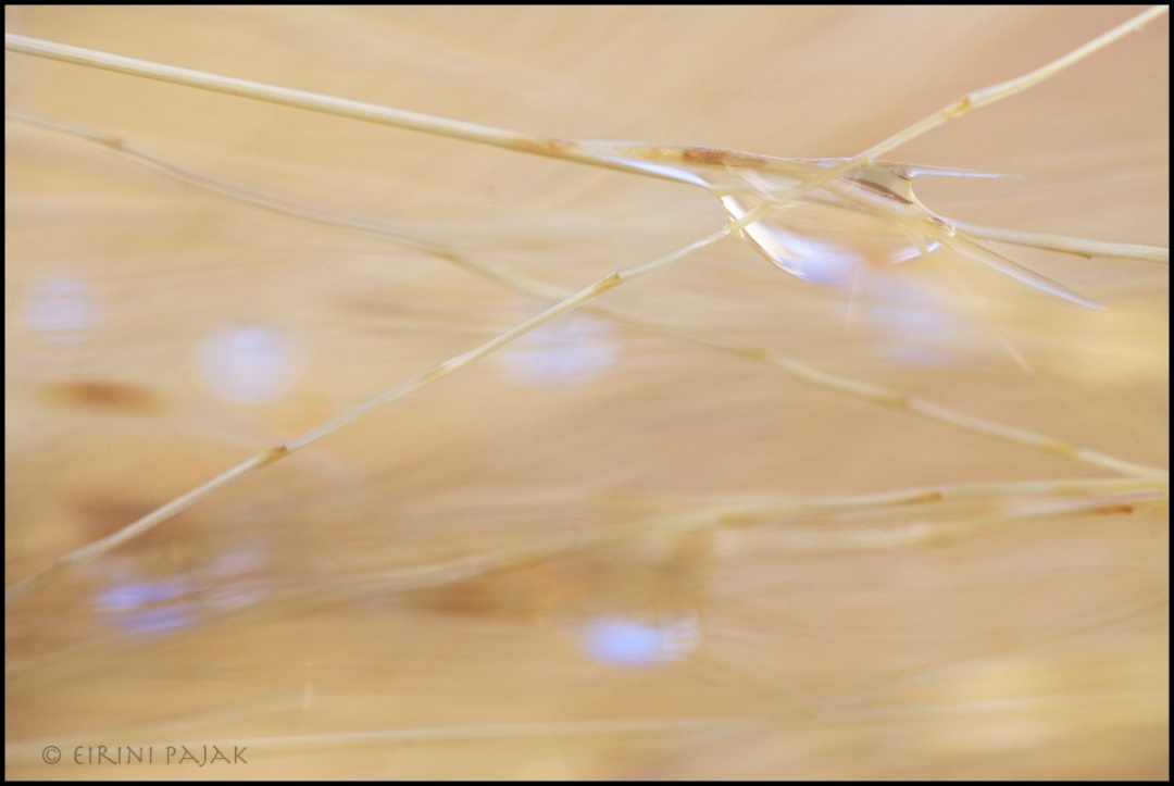 Raindrops on Oatgrass 3