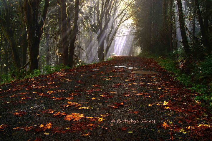 Follow The Light