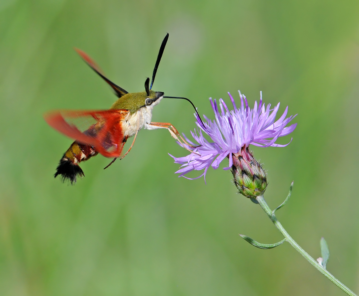 Hummingbird Moth on...