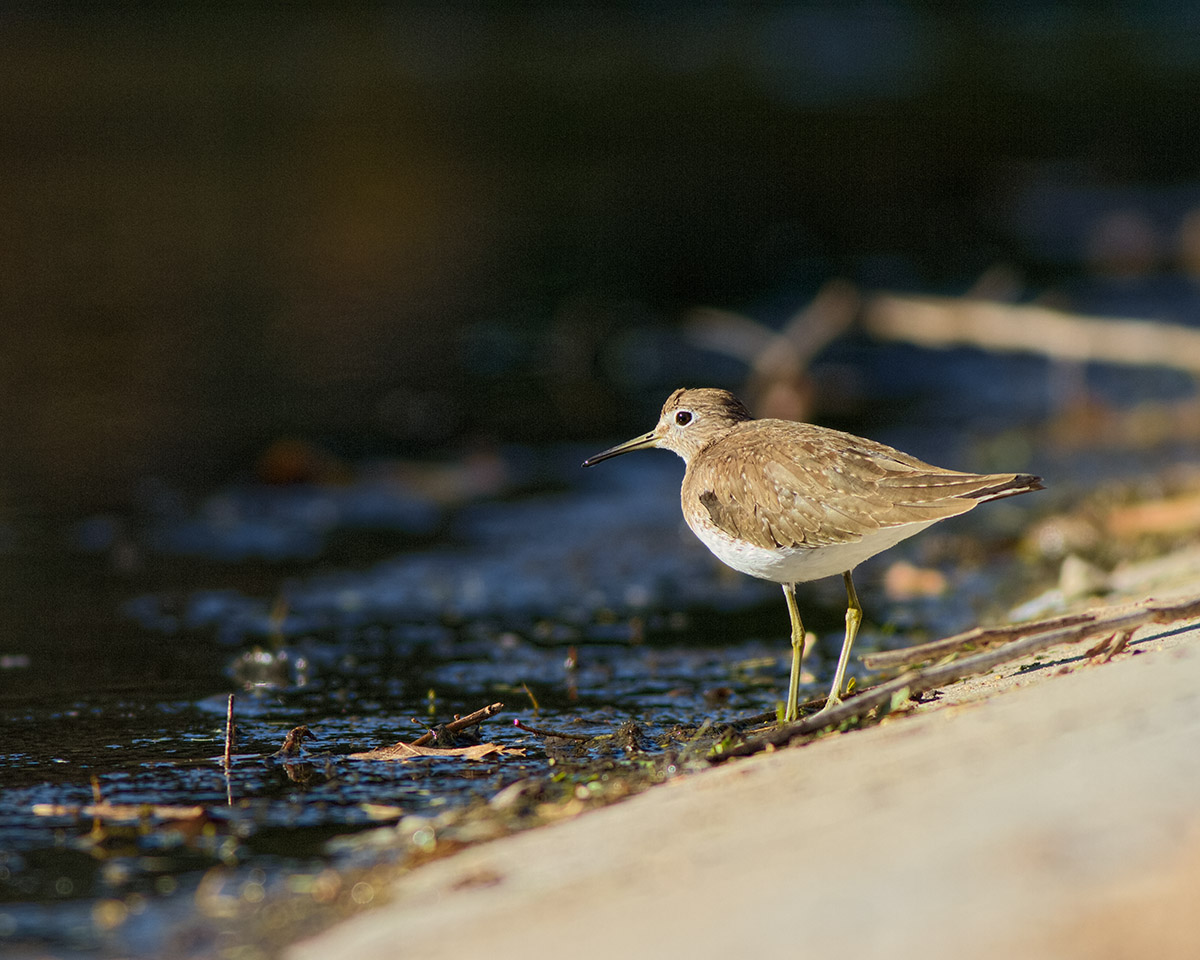 Solitary Sandpiper