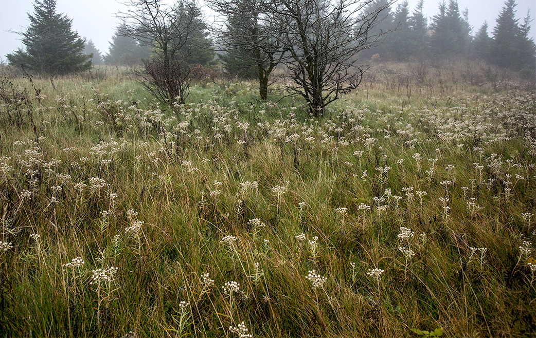 Misty Meadow +crop