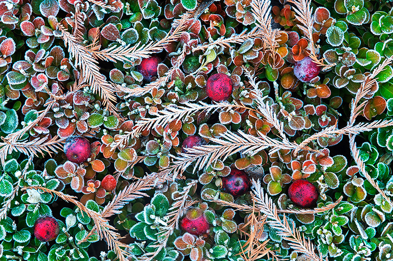 Holiday Arrangement