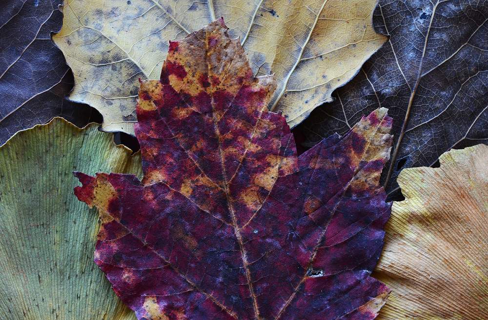 CPL leaf series #2