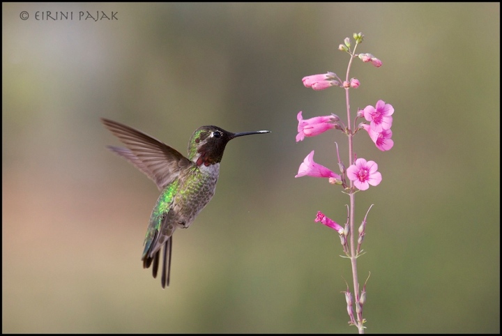 Hummer & Penstemon